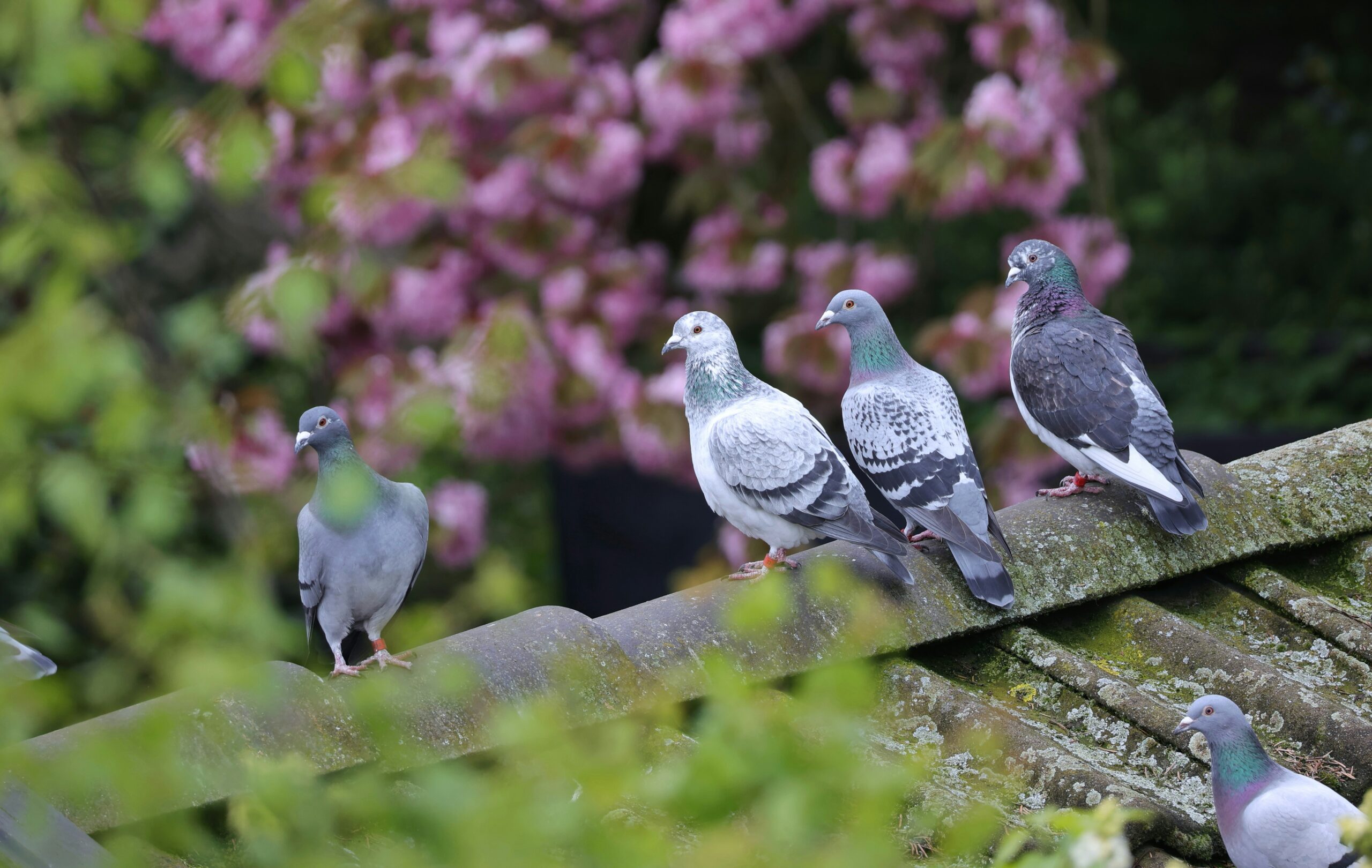 Can the rearing of pigeons amount to harassment?
